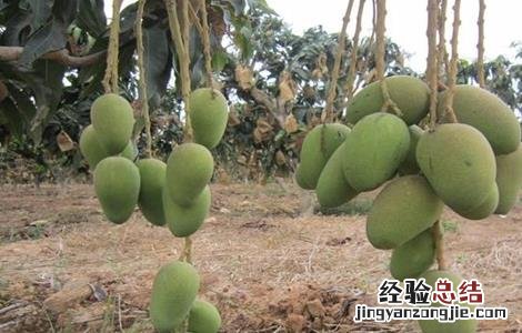 芒果树修剪技术与管理 芒果树修剪技术