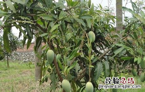 芒果树修剪技术与管理 芒果树修剪技术