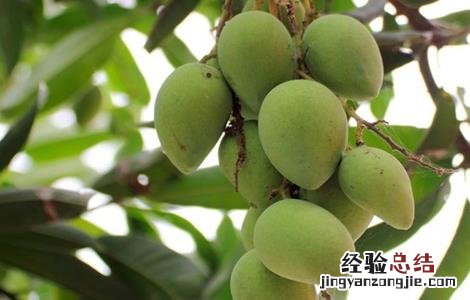 芒果树修剪技术与管理 芒果树修剪技术