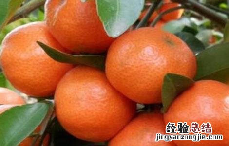沙糖桔施肥技术 沙糖桔要施什么肥料好