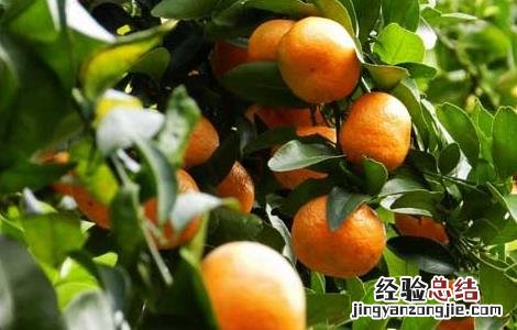 沙糖桔施肥技术 沙糖桔要施什么肥料好