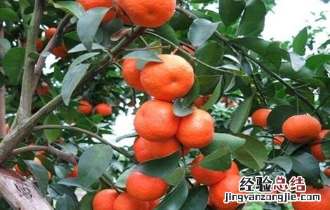 沙糖桔施肥技术 沙糖桔要施什么肥料好