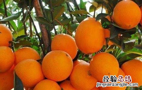 脐橙膨大期该怎么管理 脐橙膨大期该怎么管理好