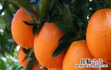 脐橙膨大期该怎么管理 脐橙膨大期该怎么管理好
