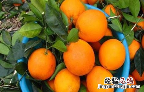 脐橙膨大期该怎么管理 脐橙膨大期该怎么管理好