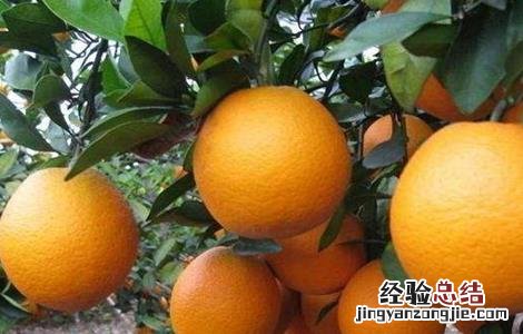 脐橙膨大期该怎么管理 脐橙膨大期该怎么管理好