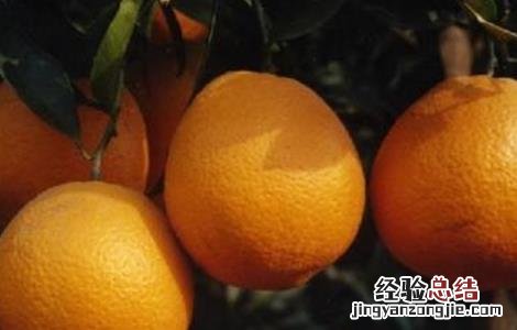 脐橙膨大期该怎么管理 脐橙膨大期该怎么管理好