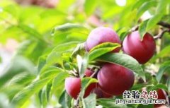李子树春季管理方案 李子春季管理要点