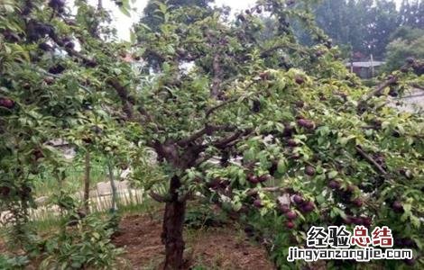 李子树春季管理方案 李子春季管理要点