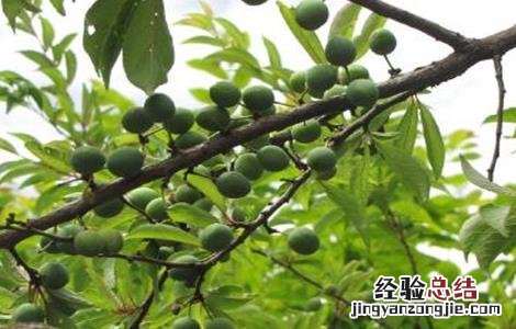 李子树春季管理方案 李子春季管理要点