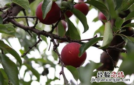 李子树春季管理方案 李子春季管理要点