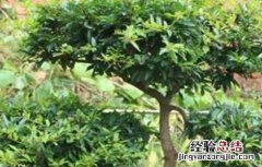 石榴树的修剪方法 石榴树的修剪方法,这些你都知道吗?