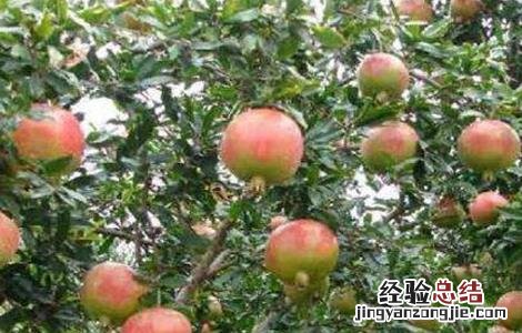 石榴树的修剪方法 石榴树的修剪方法,这些你都知道吗?