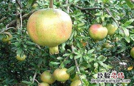 石榴树的修剪方法 石榴树的修剪方法,这些你都知道吗?