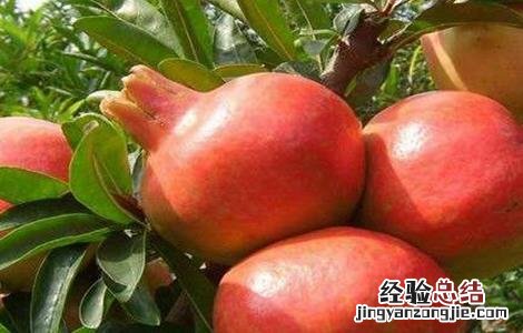 石榴树的修剪方法 石榴树的修剪方法,这些你都知道吗?