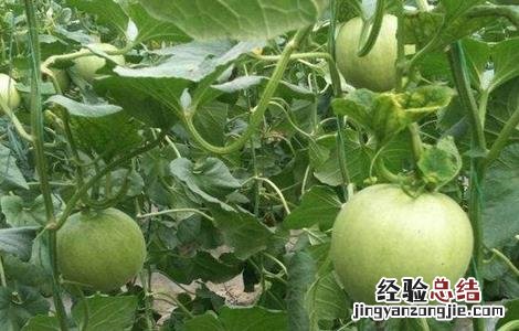 香瓜的温度管理 香瓜种植温度管理