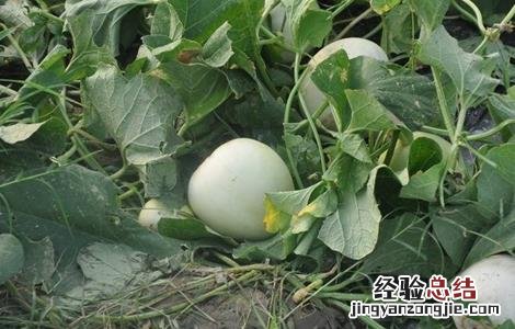 香瓜的温度管理 香瓜种植温度管理