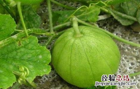 香瓜的温度管理 香瓜种植温度管理