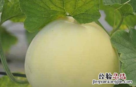 香瓜的温度管理 香瓜种植温度管理