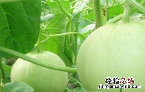 香瓜的温度管理 香瓜种植温度管理