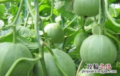 香瓜的温度管理 香瓜种植温度管理