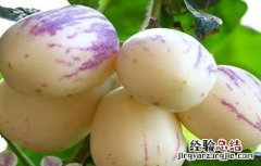 人参田间管理方法 人参果的田间管理技术