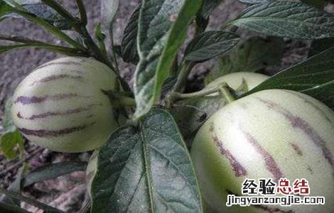 人参田间管理方法 人参果的田间管理技术
