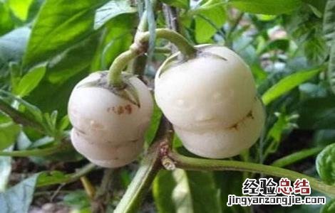 人参田间管理方法 人参果的田间管理技术