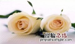 陈奕迅红玫瑰与白玫瑰的含义 白玫瑰的含义