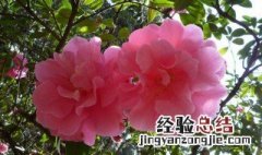 山茶花怎么种植视频 山茶花怎么种植