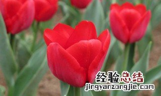 郁金香的花期是多久 郁金香花期多长时间?