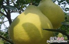 沙田柚的种植条件和时间 沙田柚的种植条件