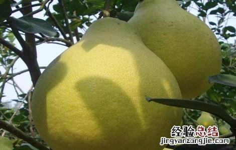沙田柚的种植条件和时间 沙田柚的种植条件