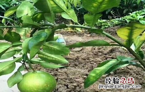沙田柚的种植条件和时间 沙田柚的种植条件