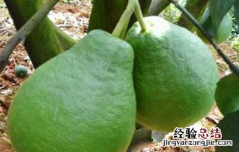 沙田柚的种植条件和时间 沙田柚的种植条件