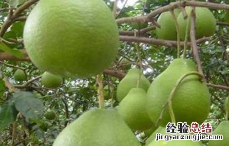 沙田柚的种植条件和时间 沙田柚的种植条件
