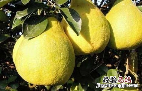 沙田柚的种植条件和时间 沙田柚的种植条件