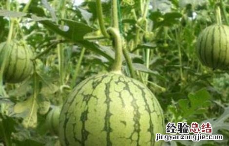 西瓜种植时间 西瓜种植时间及技术要点