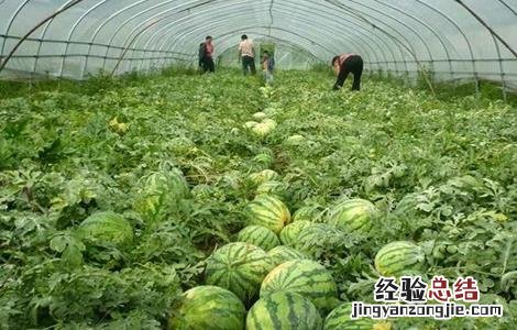 西瓜种植时间 西瓜种植时间及技术要点