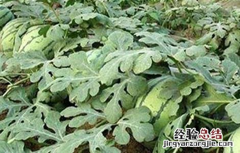 西瓜种植时间 西瓜种植时间及技术要点