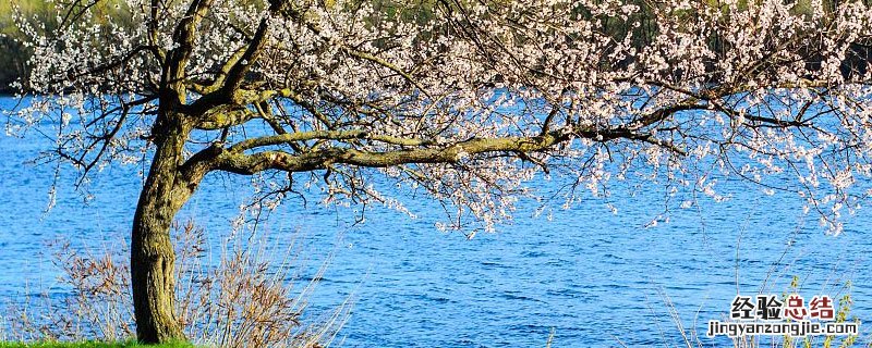 杏树可以嫁接腊梅吗 杏树可以嫁接杏梅吗