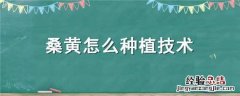 桑黄怎么种植技术 桑黄怎么种植技术视频