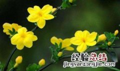 迎春花什么时候开 荷花什么时候开花