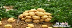 马铃薯种植技术和施肥管理 马铃薯种植技术和施肥管理表格