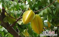 杨桃开花要施肥吗 杨桃的施肥技术