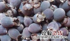 捻子酒的功效与作用 捻子的功效与作用