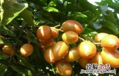 黄皮种植需要注意些什么 黄皮种植需要什么条件
