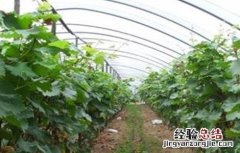 葡萄的田间管理技术 葡萄的田间管理技术视频