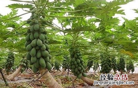 木瓜的防寒越冬措施有哪些 木瓜的防寒越冬措施