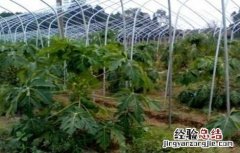 木瓜的防寒越冬措施有哪些 木瓜的防寒越冬措施